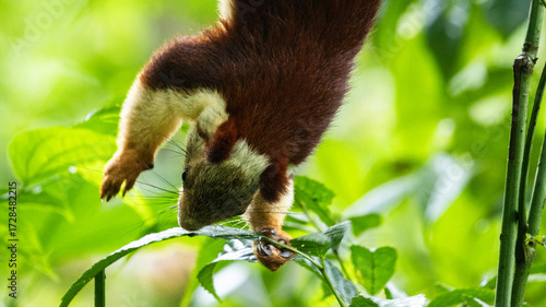 Majestic Malabar Giant Squirrel gracefully feeding in its natural forest canopy