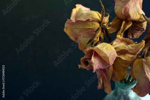 dried faded roses flowers on dark bacground