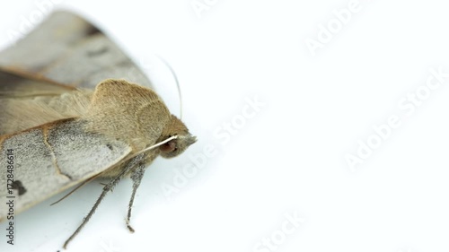 Minucia lunaris, the lunar double stripe or brown underwing on white backgrond shot