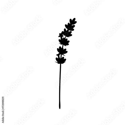 Minimalist Silhouette Lavender Flower Stem Blossom Herb Botanical Illustration