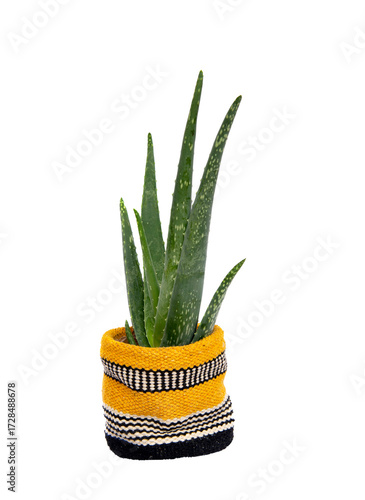 succulent aloe vera plant in a flower pot covered with a colorful wool cache ...