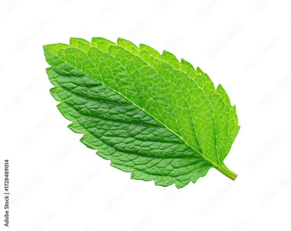 Fototapeta premium Close-up of a vibrant green mint leaf (2)