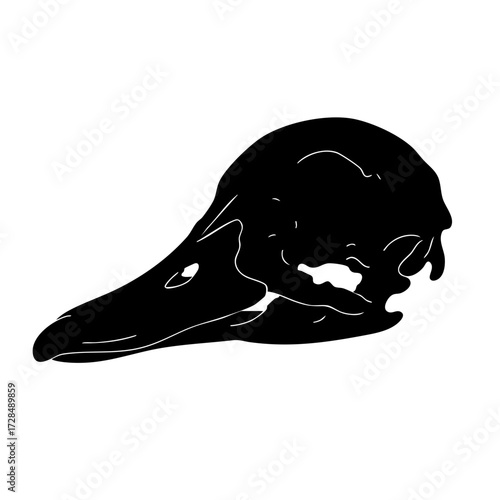 Minimalist Silhouette Bird Skull Anatomy Study Graphic Design Illustration
