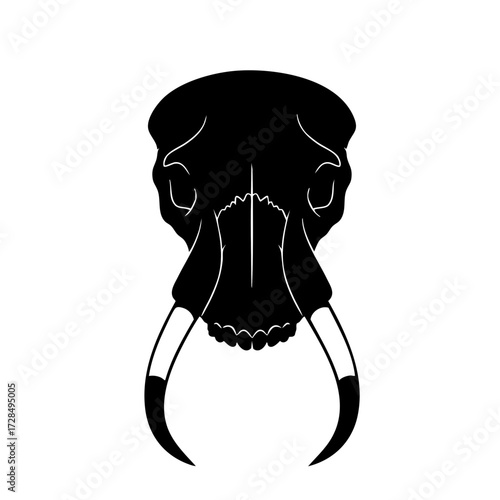 Minimalist Line Drawing Walrus Skull with Tusks Marine Animal Illustration
