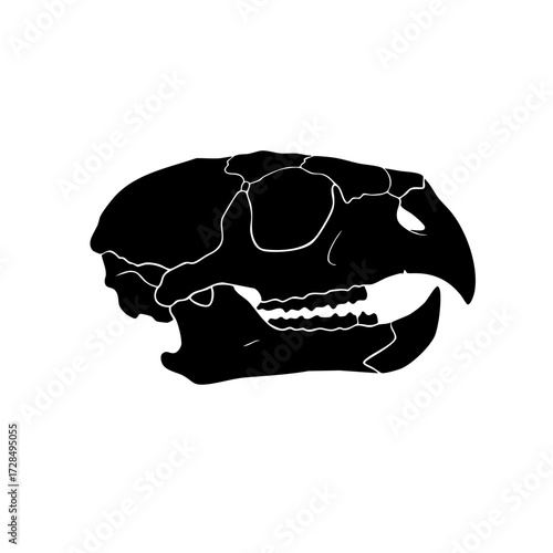 Simple Silhouette Rodent Skull Anatomical Illustration Educational Biology Diagram