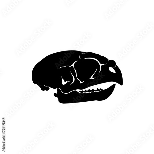 Minimalist Silhouette Bird Skull Anatomical Biology Specimen Illustration