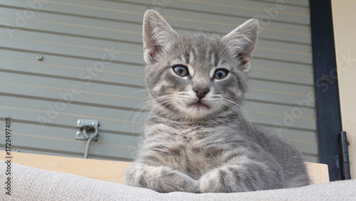 cat on the rocking chair