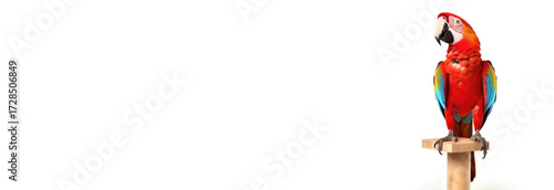 Cute parrot on a perch