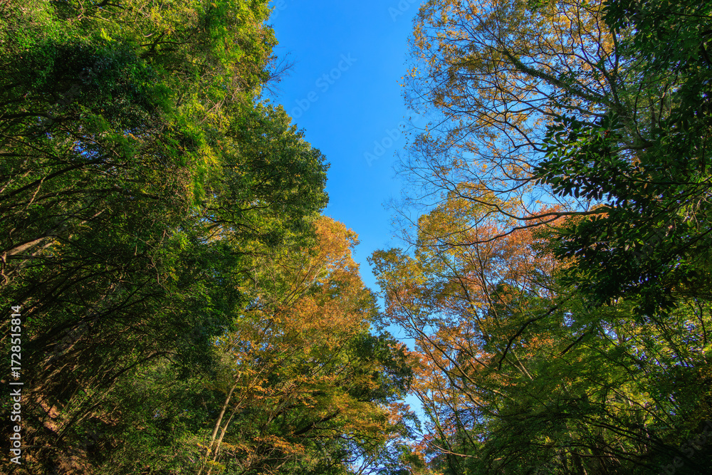 Fototapeta premium 紅葉した三波渓谷の樹木