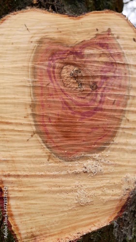 Cut of a cut tree. Growth rings are visible on fresh zraz. Cutting down trees. Sanitary cleaning of the garden. Harvesting firewood. Poaching of trees.