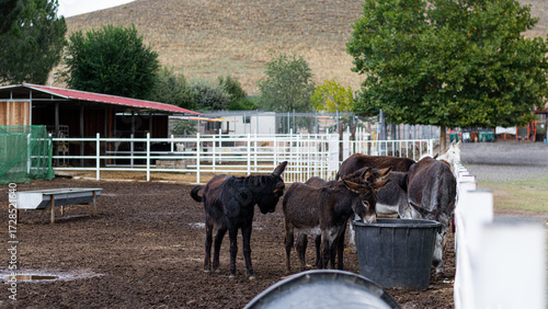 Foto Several donkeys of the same breed are grouped together in a side yard of their farm while drinking water from a bucket provided for that purpose