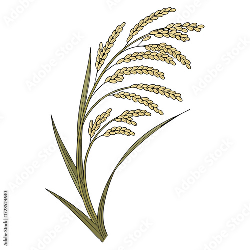 A close-up view of a mature rice plant panicle, with golden-yellow rice grains hanging densely on curved, slender stalks. The grains are fully developed and slightly husked, indicating readiness for h