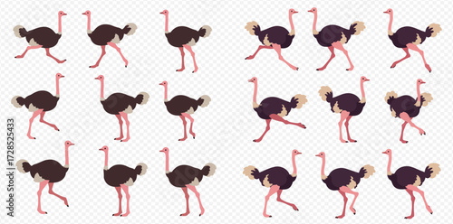 Cartoon ostriches in various walking and running poses, illustrating different animation frames for movement.