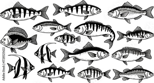 Diverse Black and White Fish Illustrations, Various Species, Vector Art.