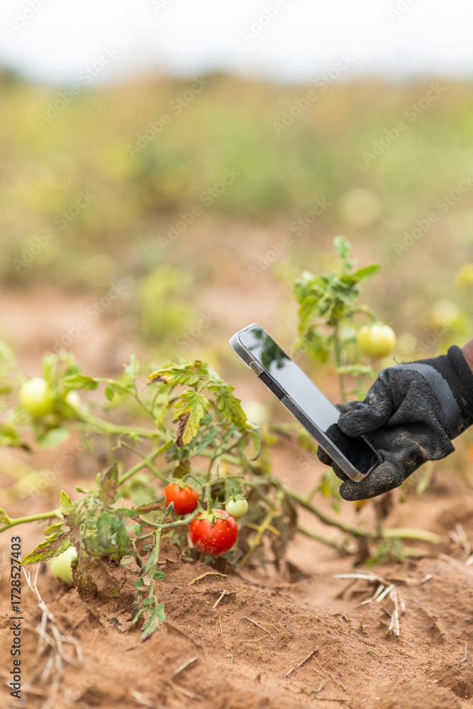 Fototapeta premium African smart farming technology in agriculture. Woman farmer inspects tomato plants with smartphone in field for Crop health assessment.