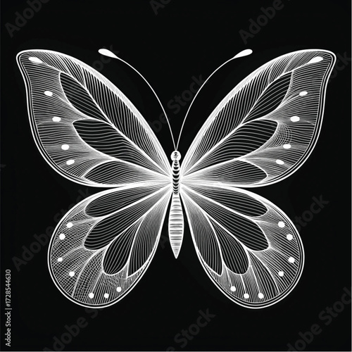 butterfly on black