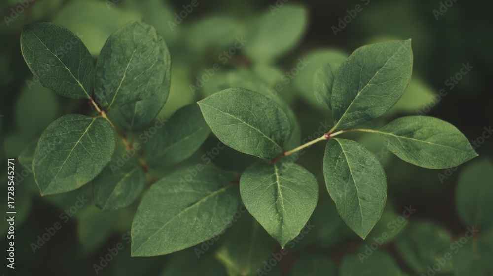 Fototapeta premium blueberry. Close-up of lush green blueberry leaves with vibrant natural tones and a softly blurred background. gardening catalogs, home-decor guides, designed for home decor and floral branding.
