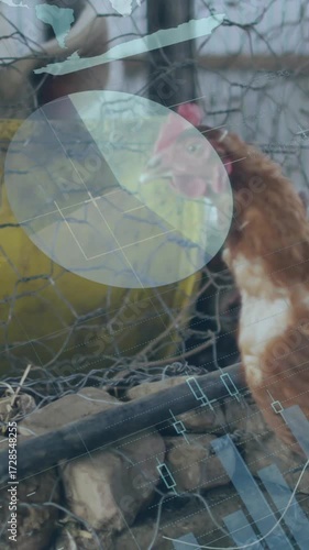 Animation of infographic interface over hen walking and pigs in cage at poultry farm