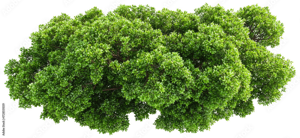 Obraz premium Lush green tree canopy