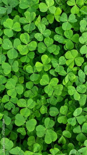 Close-up view of many clover leaves