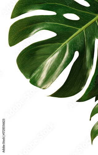 Close-up of a lush Monstera leaf