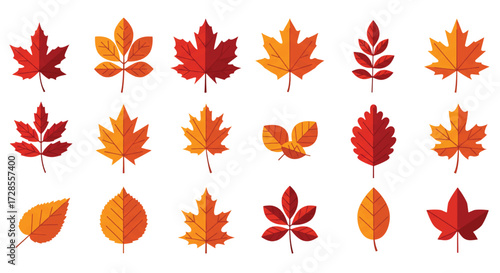 Colorful autumn leaves arranged in neat rows against a white backdrop showcase the beauty of the fall season, evoking a sense of warmth and nostalgia.