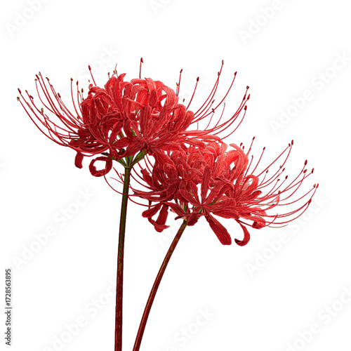 Red Spider Lily Flower with Curved Petals and Long Stamen on White Background