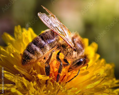 bee on a flower