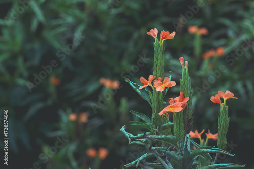 beautiful crossandra infundibuliformis (firecracker flower) in garden	
