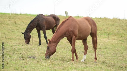 Two domestic brown horses grazing in a meadow with long grass on a pasture in the rural countryside in Germany, Europe