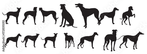 greyhound dogs silhouette vector illustration