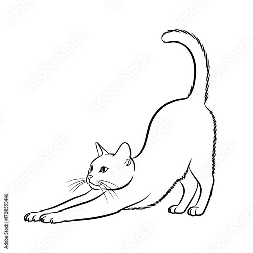 Line drawing of a domestic cat stretching its front paws forward with its tail curved upwards, on a white background.