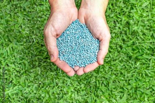 Handful of blue npk fertilizer granules on green lawn.