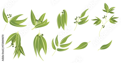 eucalyptus icons vector illustration
