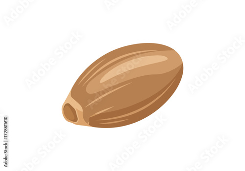 Single light brown seed illustration
