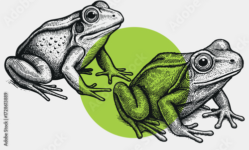 Vintage Frogs Illustration – Engraved Amphibians with Bright Green Circle Accent