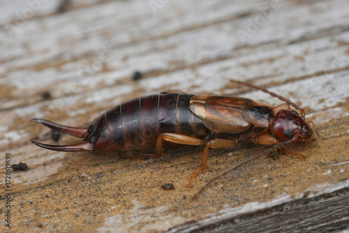 Closeup on a brown European earwig , Forficula auricularia
