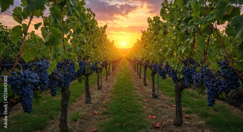 Sunset over a vineyard with ripe purple grapes on the vines