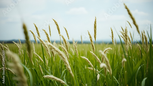 Scenic view of a tall grass field