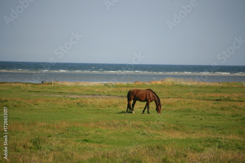 Cavallo al pascolo in un paesaggio costiero sereno con mare e cielo azzurro