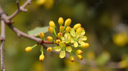 Yellow buds and flowers on the branches of the goof angustifolia
