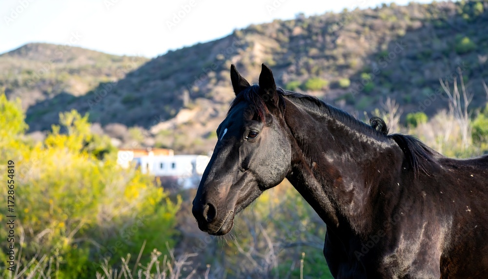 Fototapeta premium Black horse in a mountainous landscape