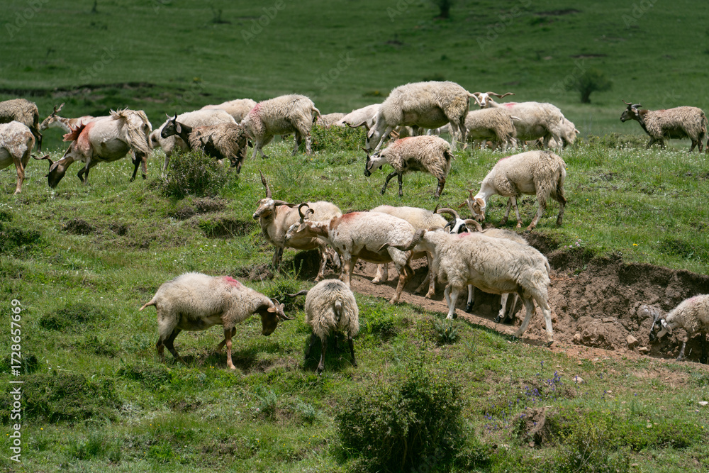 Fototapeta premium A flock of white sheep running and foraging on the grassland