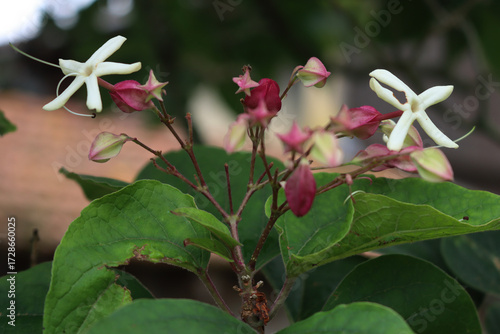 Close-up of Clerodendrum trichotomum.  Harlequin glory bower tree with white flowers on late summer