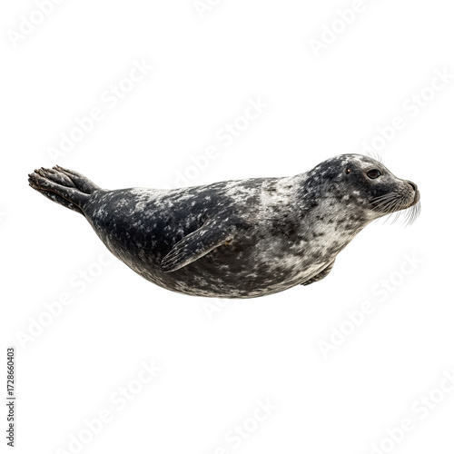 Png of harbor seal swimming isolated on transparent background, showcasing its sleek body and spotted fur pattern