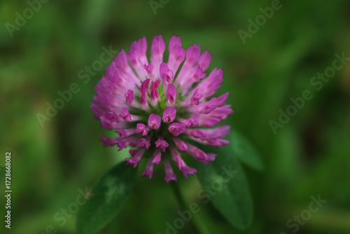 Close-up of pink clover flowers in the meadow. Trifolium pratense plant in bloom 
