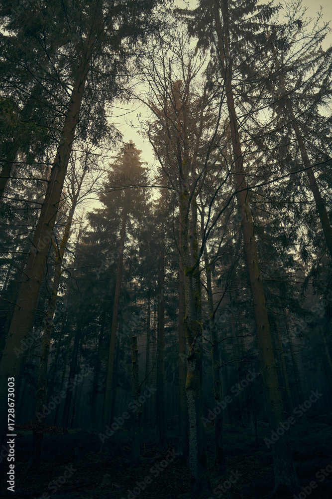 Fototapeta premium Mystischer Wald in der herbstlichen Sonne