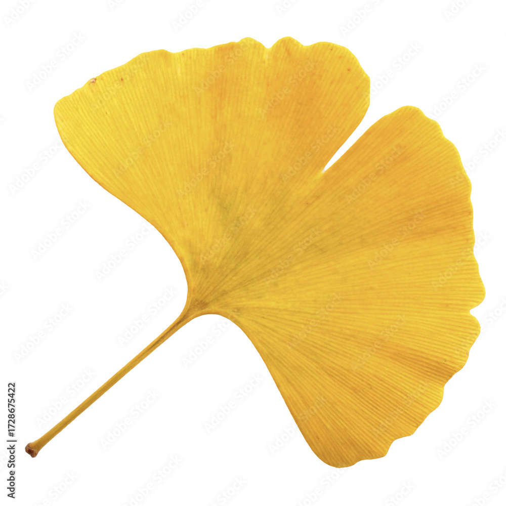 Naklejka premium Yellow Ginkgo Leaf — Transparent Background