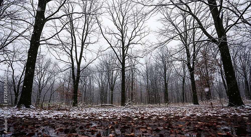 Fototapeta Snowy forest landscape