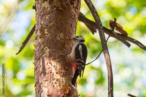 A large spotted woodpecker on a tree